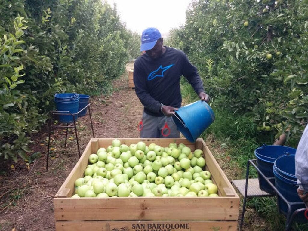 Trabajador extranjero recolectando manzanas en una explotación agrícola de España.